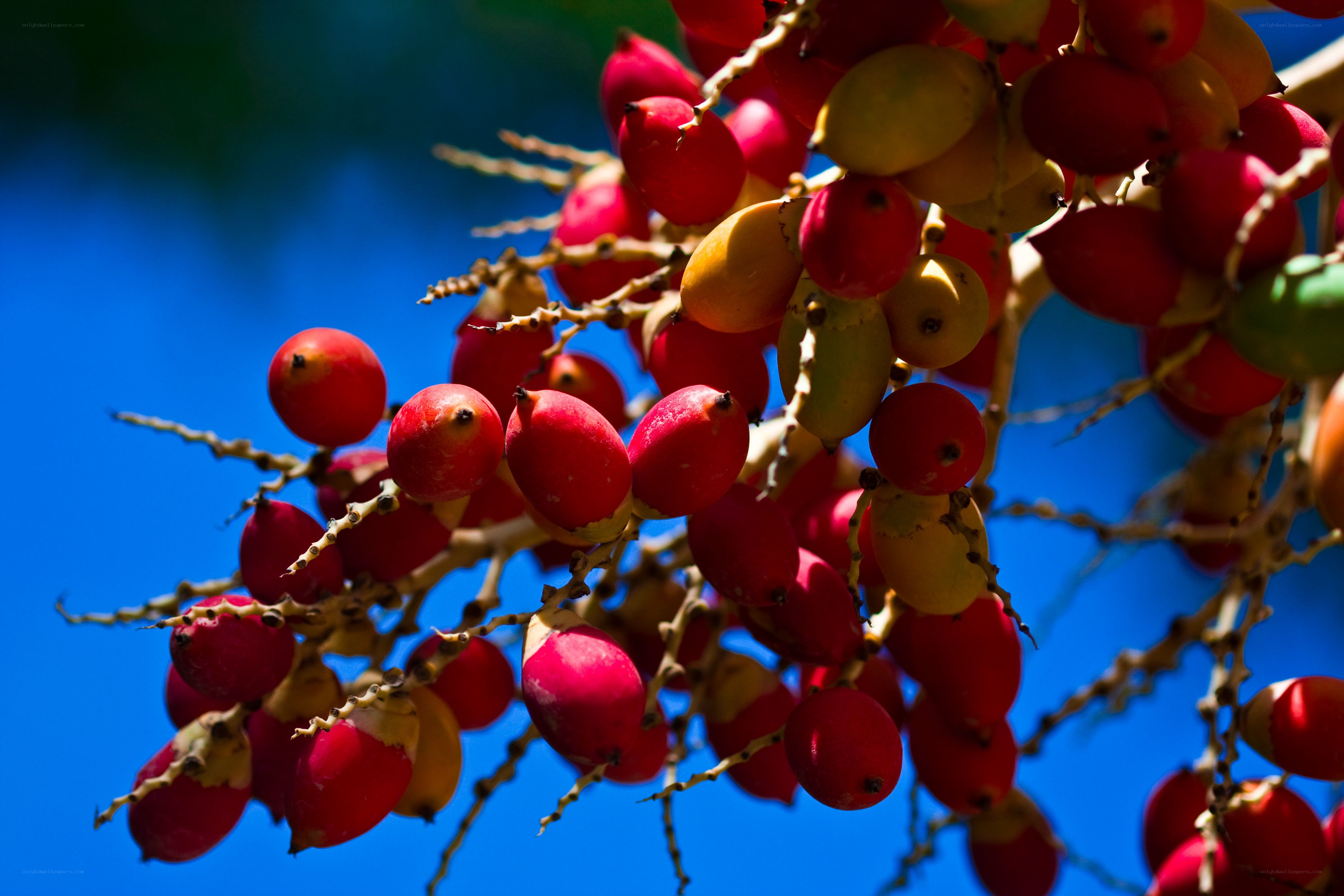 Red and yellow palm fruit cluster