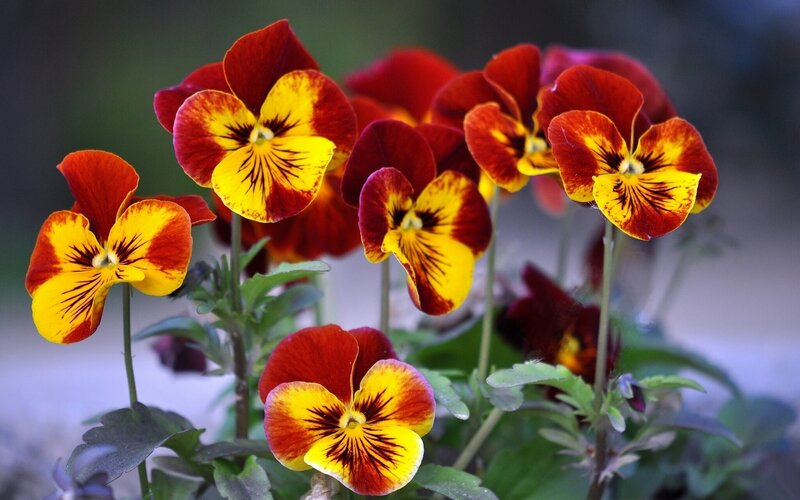 Red and Yellow Pansies — Calm