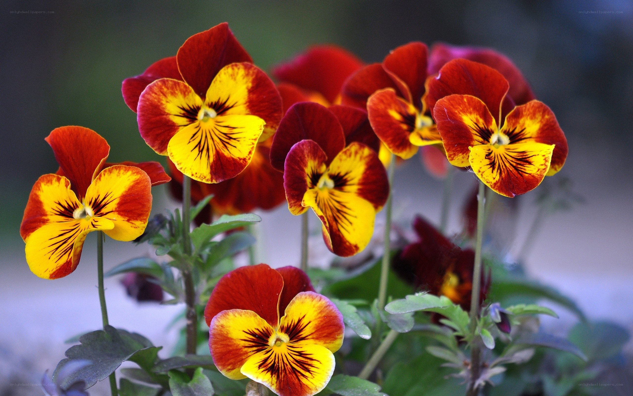 Red and yellow pansies in bloom
