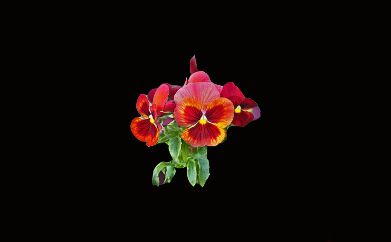 Red and Yellow Pansies