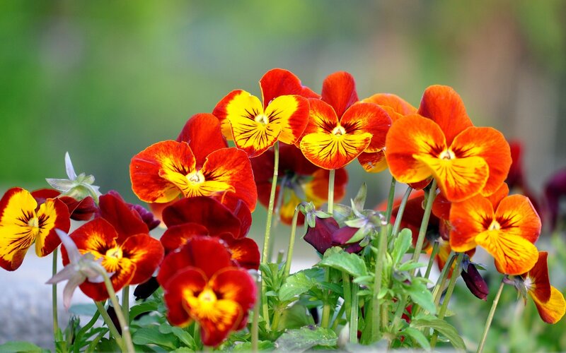 Red and Yellow Pansies — Vibrant, Spring, Photograph, Flowers, Leaves