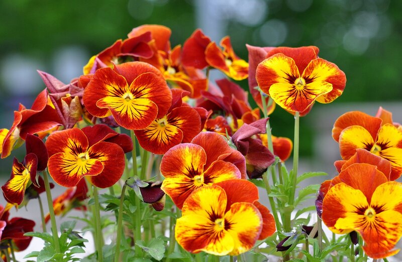 Red and Yellow Pansies — Vibrant, Spring, Photograph