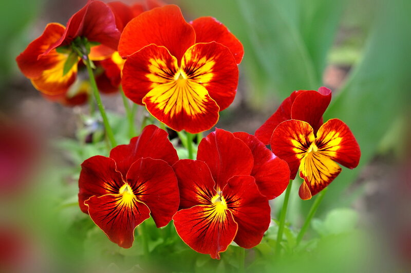 Red and Yellow Pansies — Vibrant, Spring