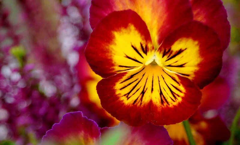 Red and Yellow Pansy