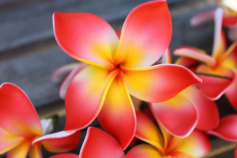 Red and Yellow Plumeria