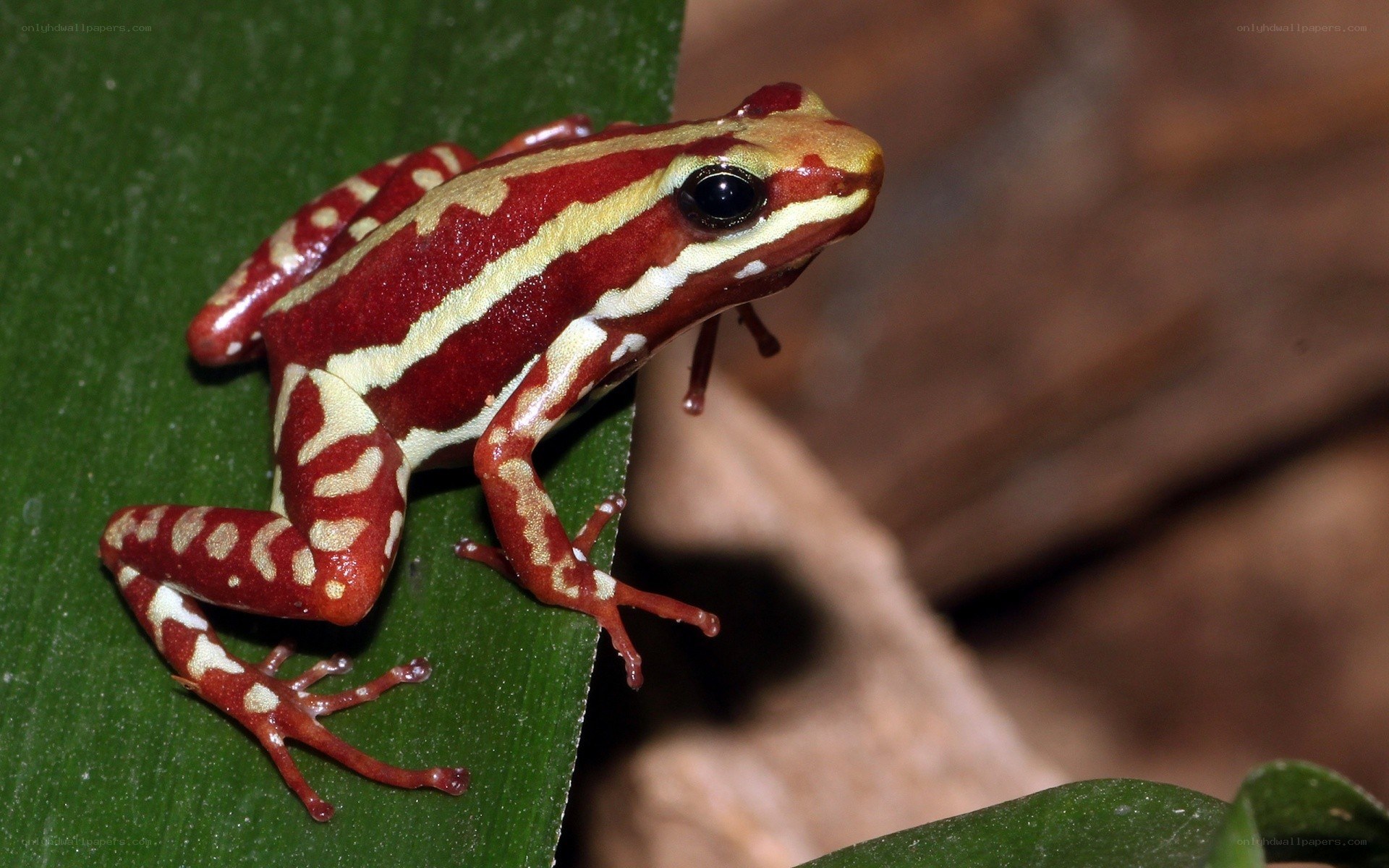 Red and yellow poison dart frog