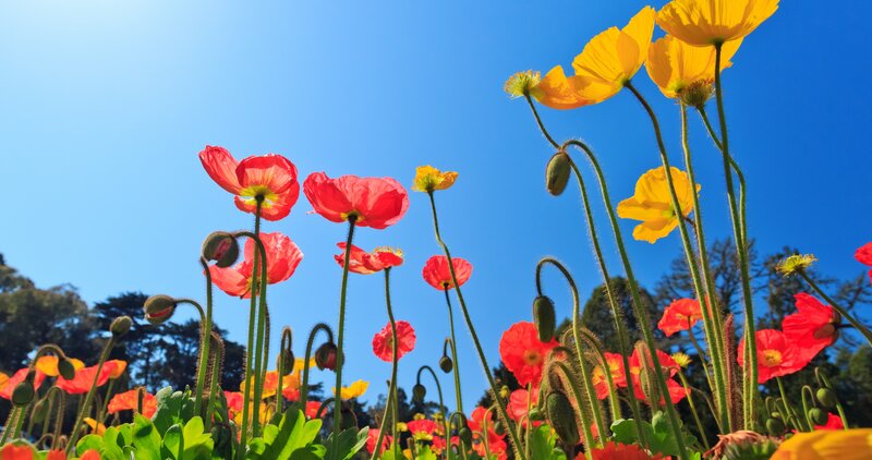 Red and Yellow Poppies — Blue