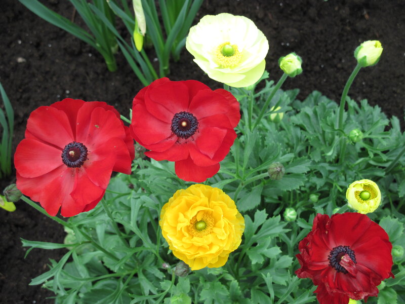 Red and Yellow Poppies — Natural