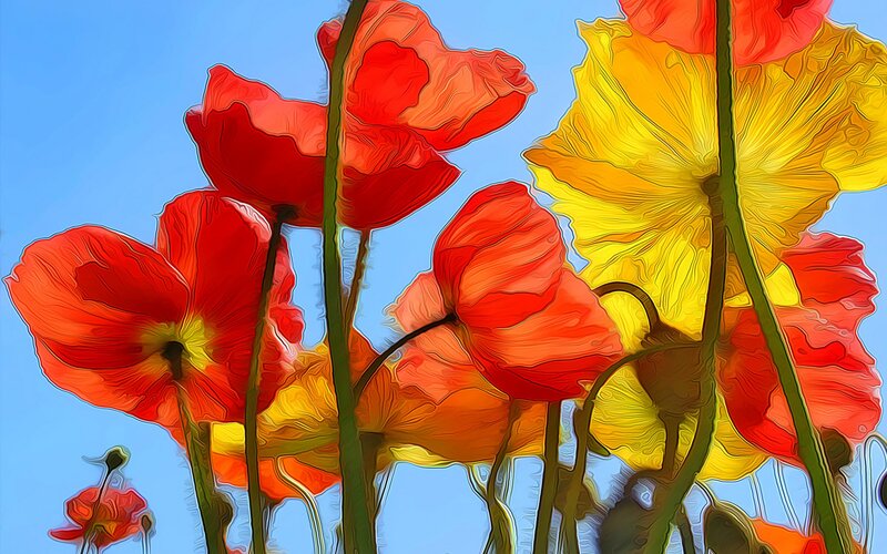 Red and Yellow Poppies — Vibrant, Afternoon