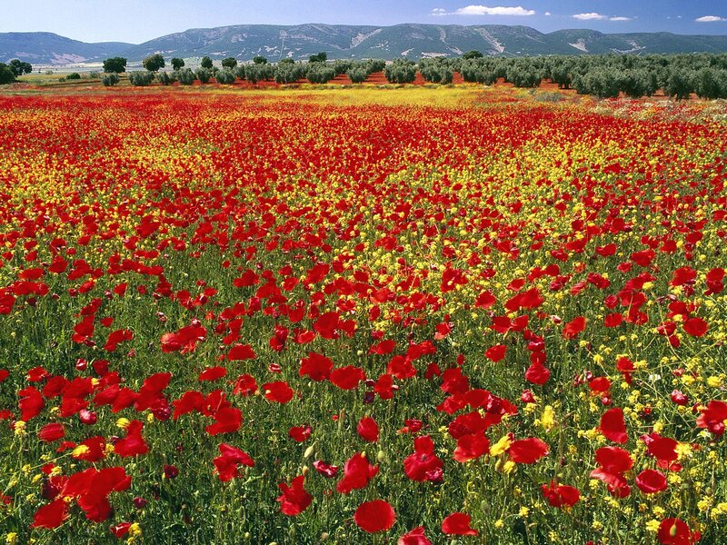 Red and yellow poppy field