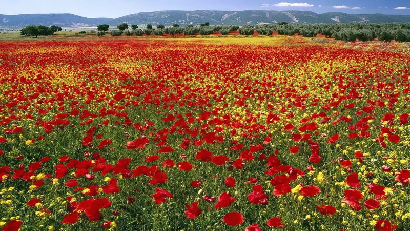 Red and yellow poppy field