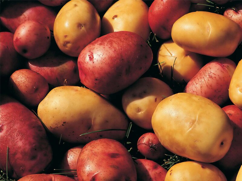 Red and Yellow Potatoes