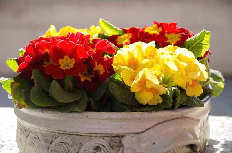 Red and Yellow Primroses — Bright