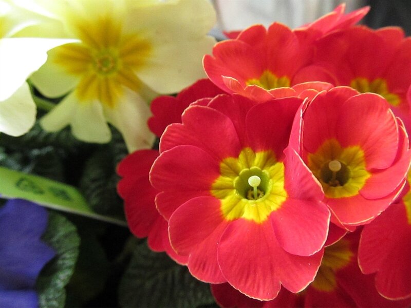 Red and Yellow Primroses — Calm