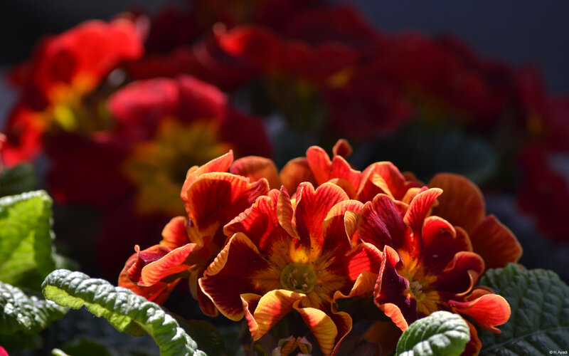 Red and Yellow Primroses — Dramatic