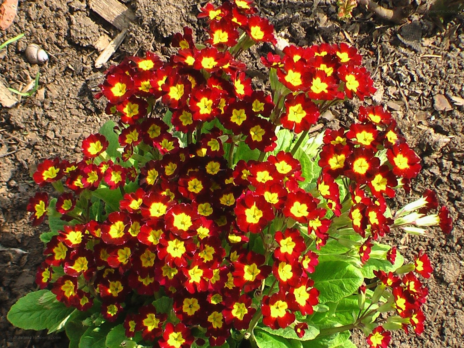Red and yellow primroses in bloom