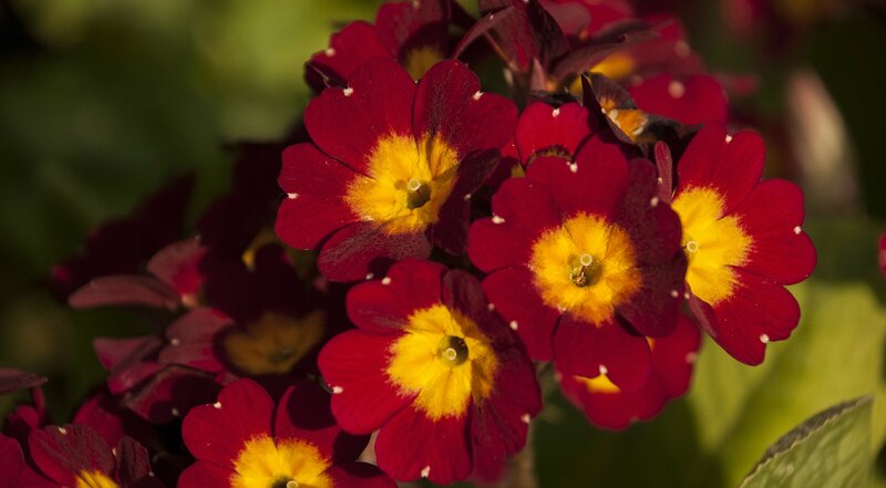 Red and Yellow Primroses — Natural, Afternoon