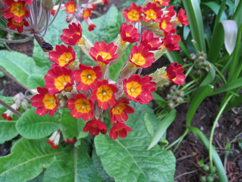 Red and Yellow Primroses — Natural, Spring