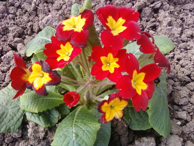 Red and Yellow Primroses — Natural