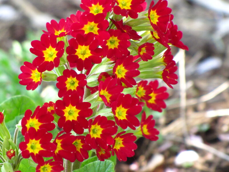 Red and yellow primroses