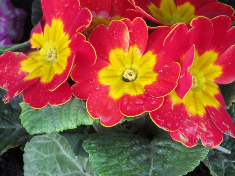 Red and Yellow Primroses — Vibrant, Spring, Photograph, Leaves
