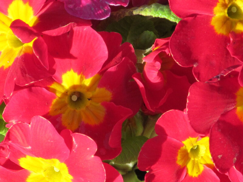 Red and Yellow Primroses — Vibrant, Spring, Photograph