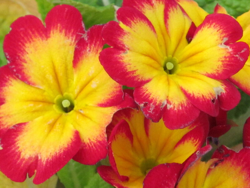 Red and Yellow Primroses — Vibrant, Spring