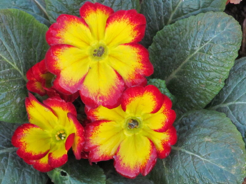 Red and Yellow Primroses — Vibrant