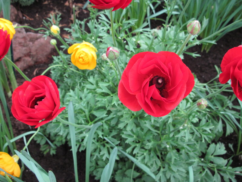 Red and Yellow Ranunculus — Calm, Spring