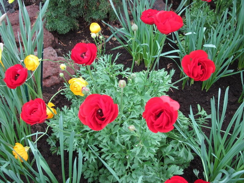 Red and Yellow Ranunculus — Calm