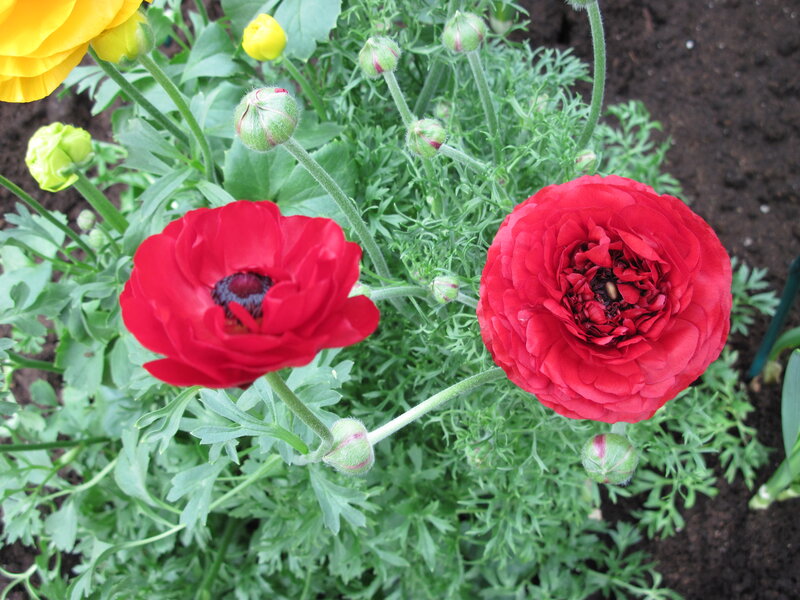 Red and Yellow Ranunculus