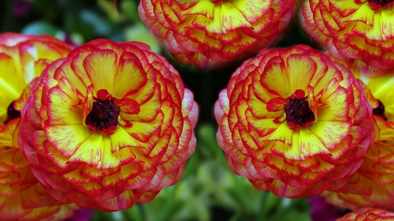 Red and Yellow Ranunculus — Vibrant, Spring, Photograph, Flowers