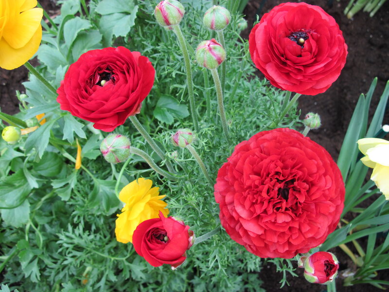 Red and Yellow Ranunculus — Vibrant, Spring, Photograph