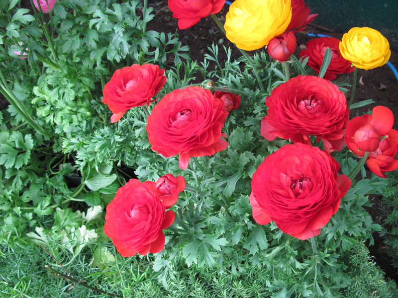 Red and Yellow Ranunculus — Vibrant, Spring