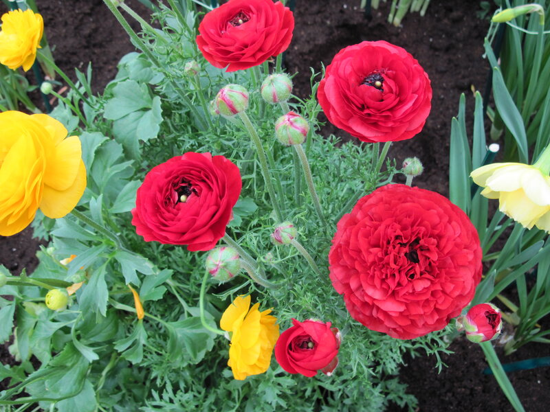 Red and Yellow Ranunculus — Vibrant