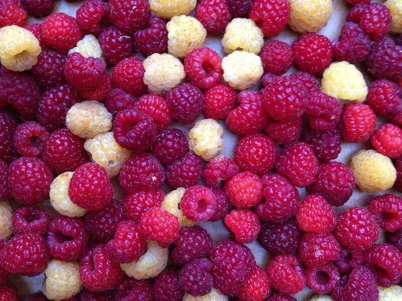Red and Yellow Raspberries — Fresh