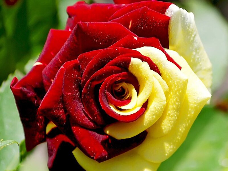 red and yellow rose