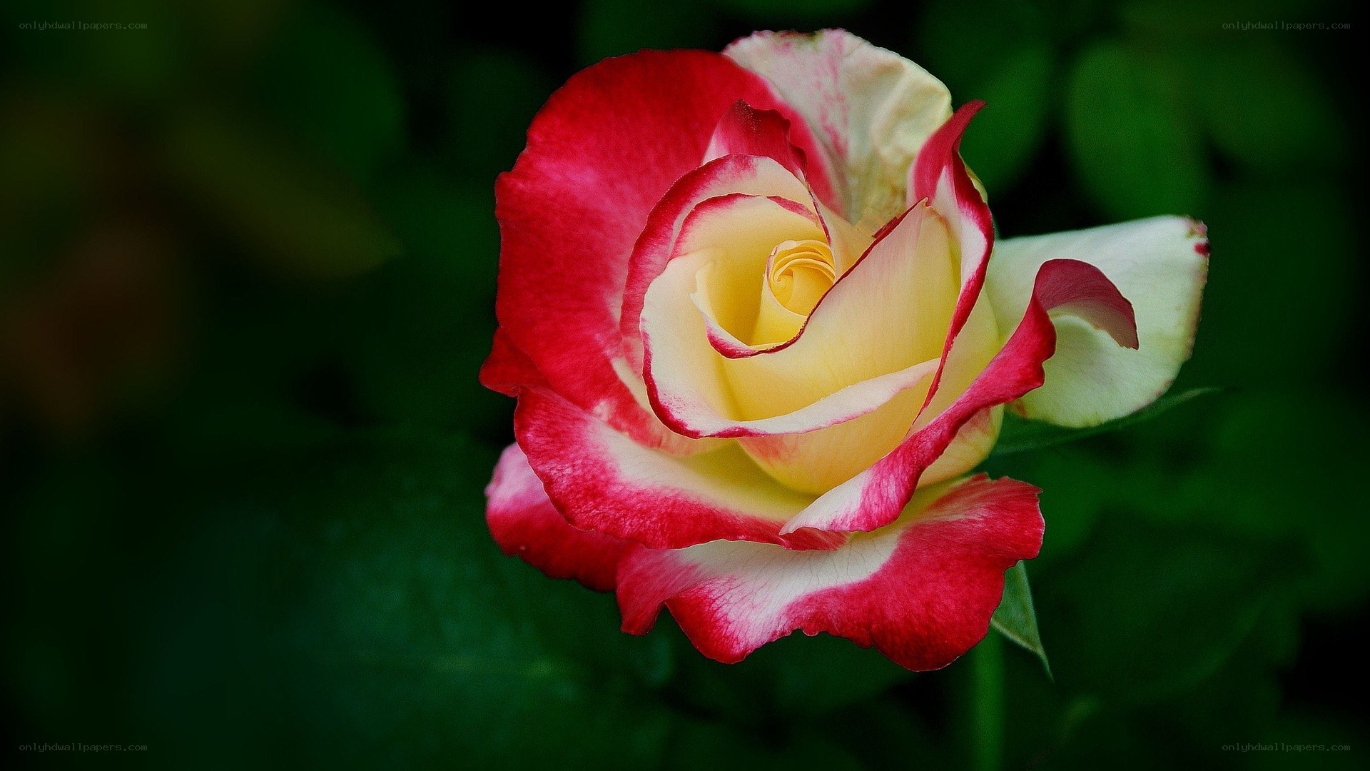 red and yellow rose bloom