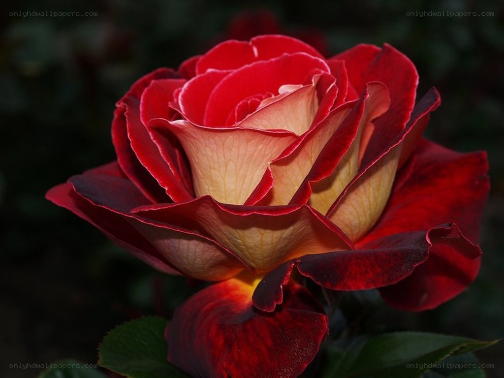 Red and yellow rose bloom