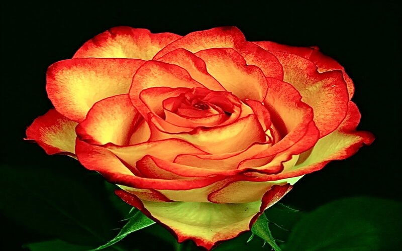 Red and yellow rose bloom