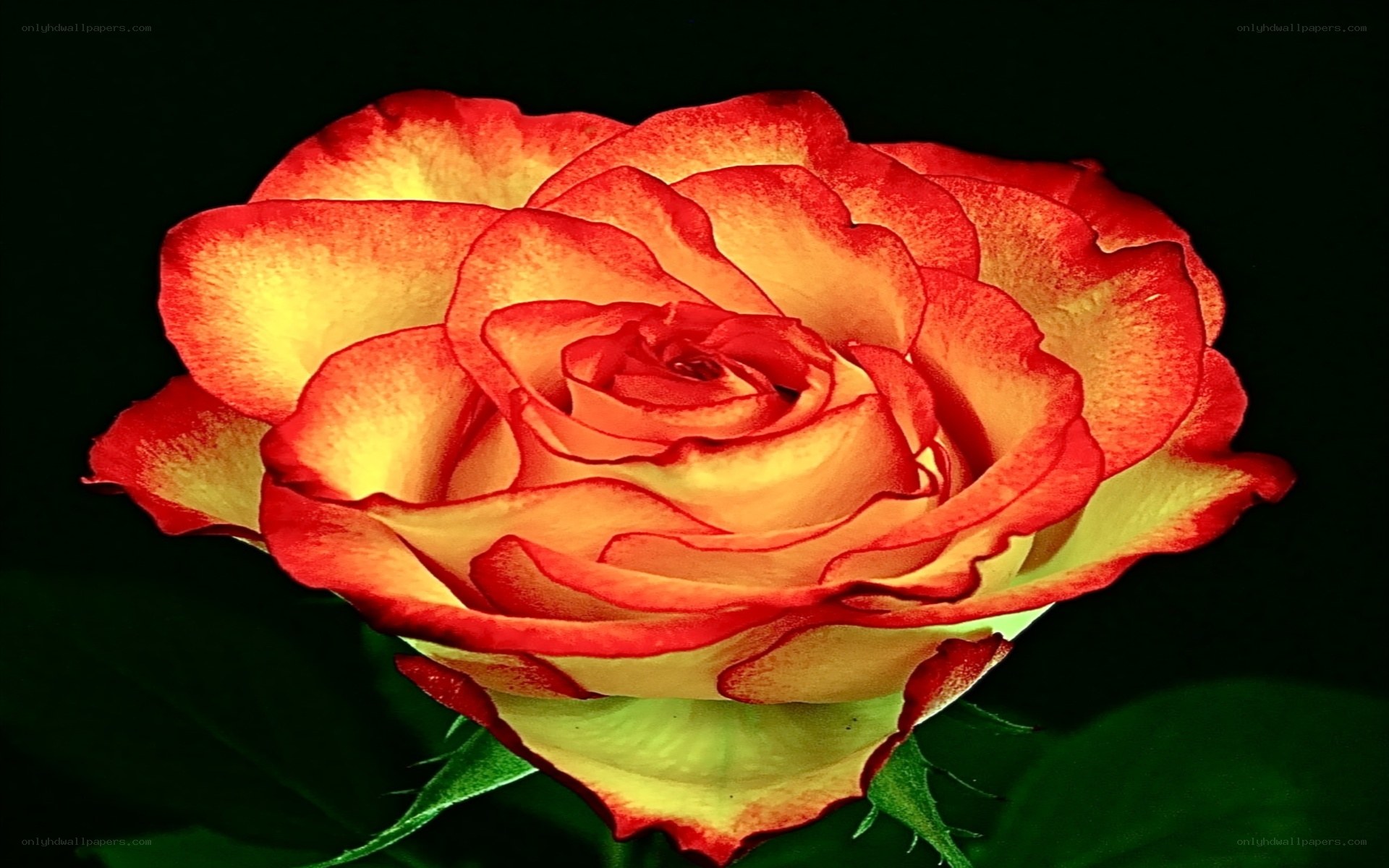 Red and yellow rose bloom