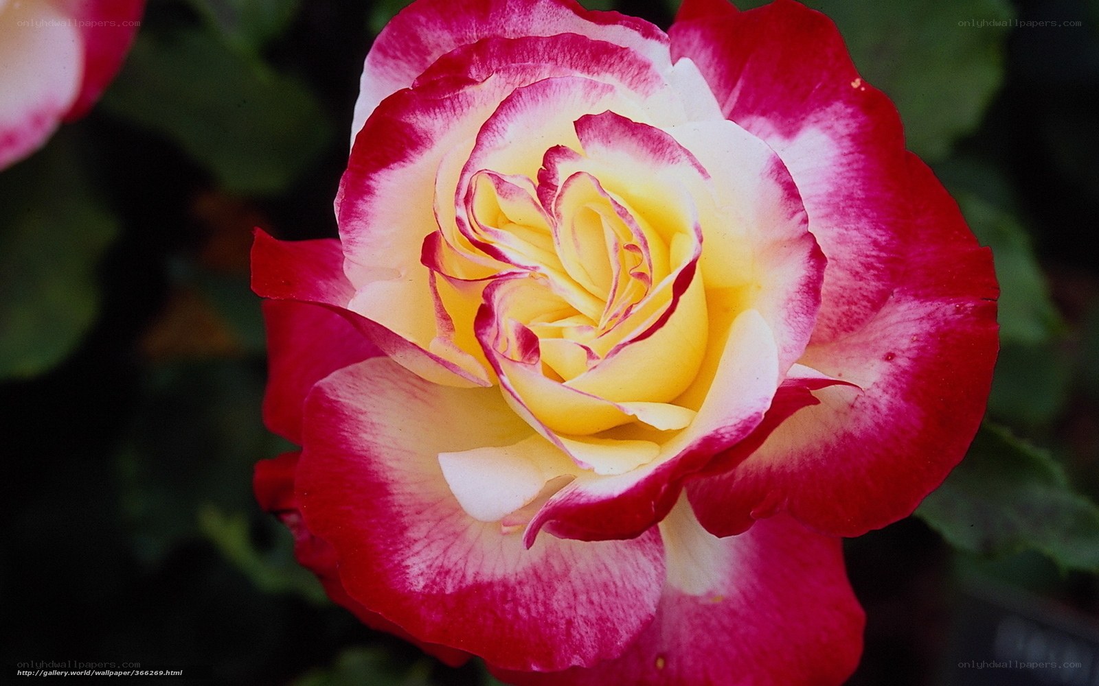 Red and yellow rose bloom
