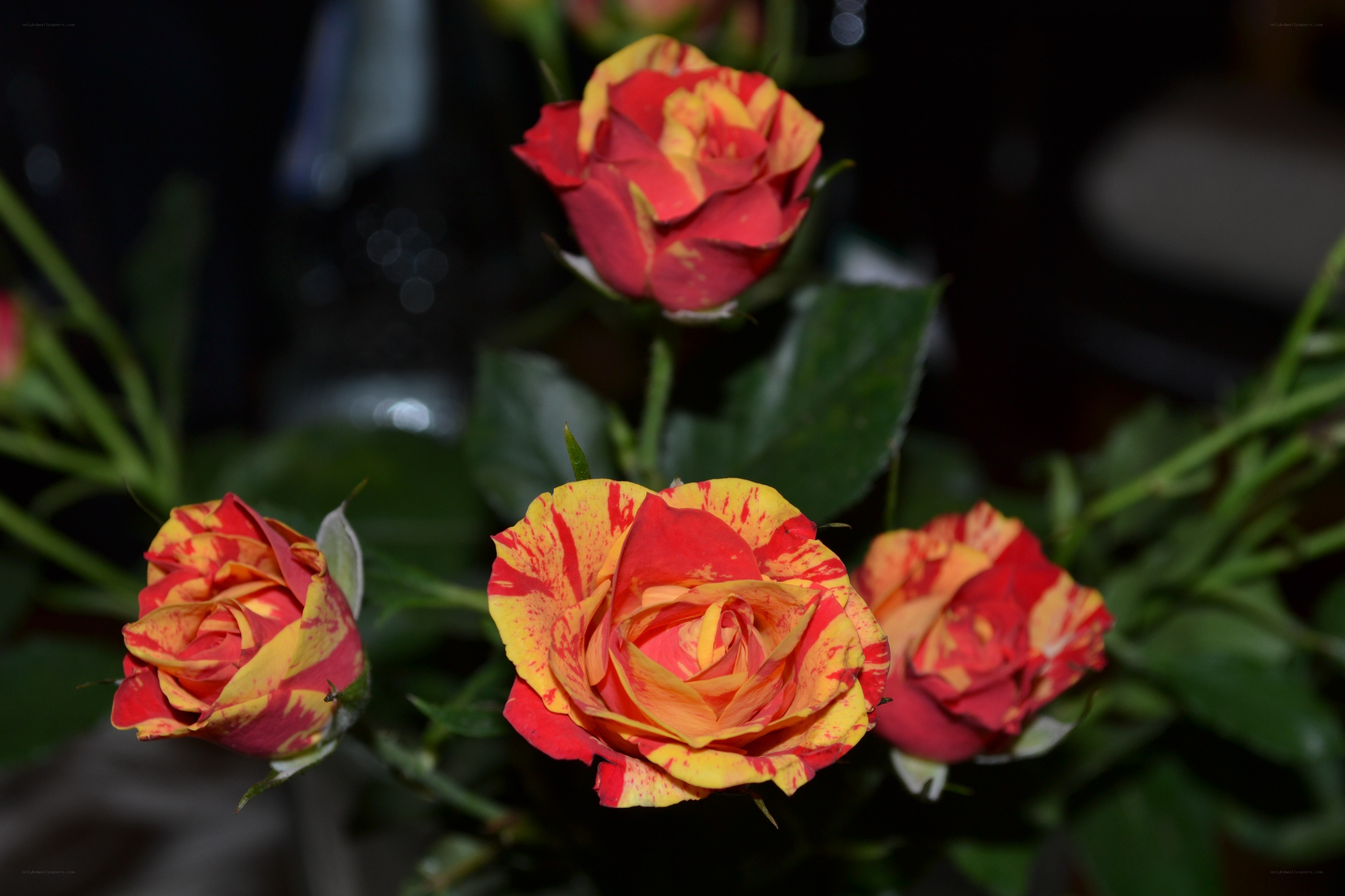 Red and yellow rose blossoms