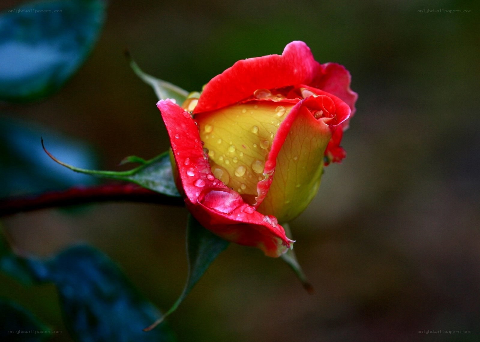 Red and yellow rose bud