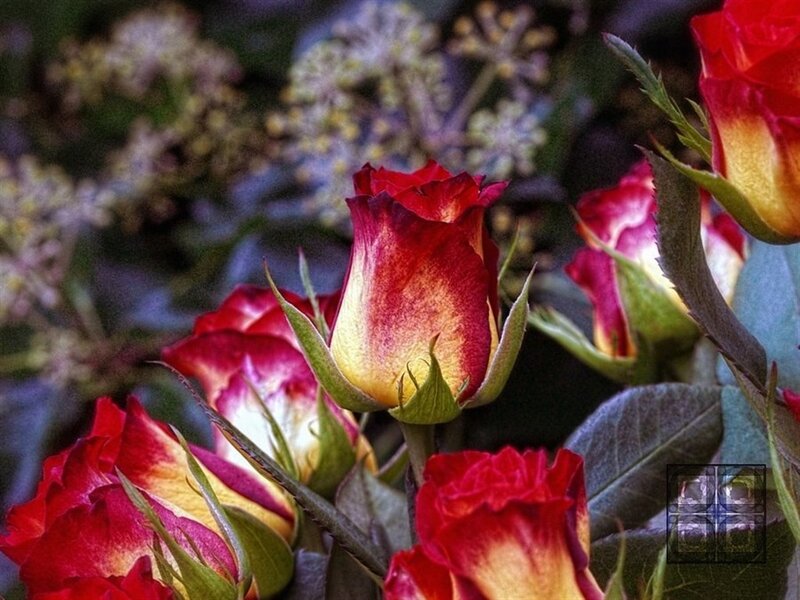 Red and Yellow Rose Buds — Natural