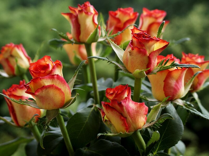 Red and yellow rose buds