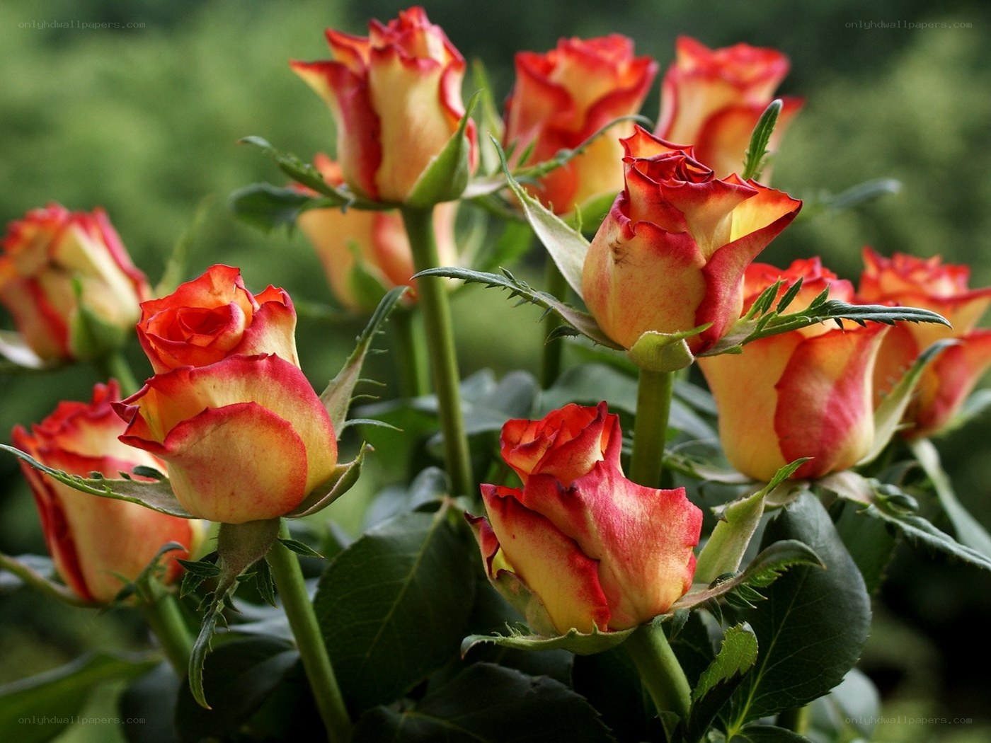 Red and yellow rose buds