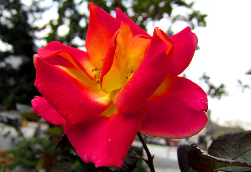 Red and Yellow Rose — Calm, Afternoon, Photograph, Flower, Leaf