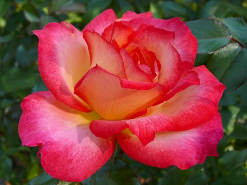Red and Yellow Rose — Calm, Afternoon, Photograph, Flower