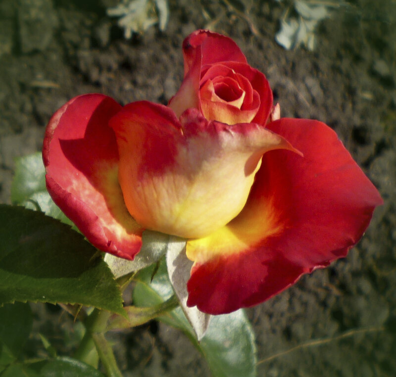 Red and Yellow Rose — Calm, Afternoon, Photograph, Leaf